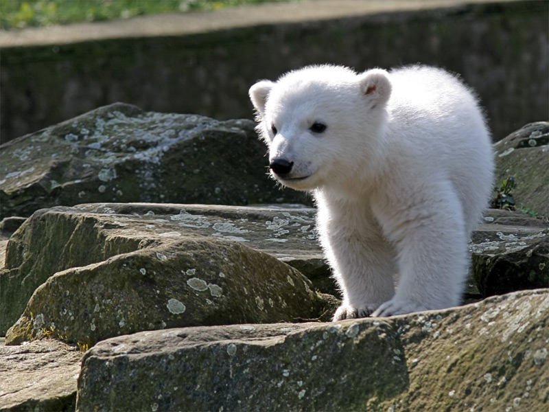 Wir hatten zuerst einen Eisbären!